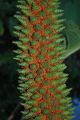 Gunera olbrzymia