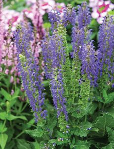 Šalvěj hajní APRIL NIGHT