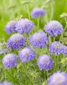 Driakiew 'Mariposa Blue'