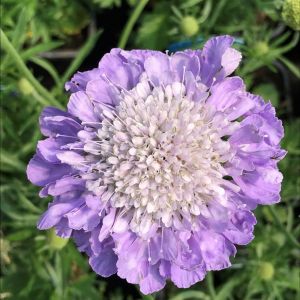 Hlaváč 'Mariposa Blue'