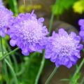 Driakiew 'Mariposa Blue'