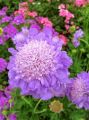 Driakiew 'Mariposa Blue'