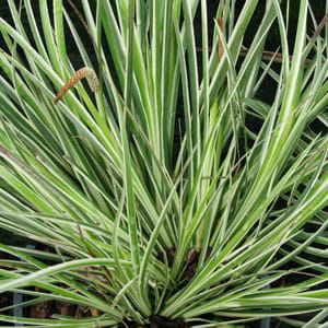 Puškvorec trávovitý ARGENTEOSTRIATUS