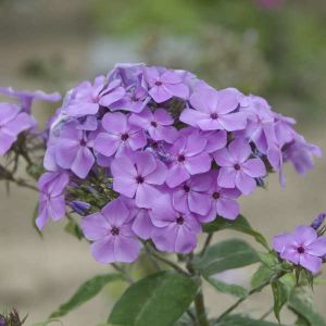 Plamenka FLAME PURPLE EYE