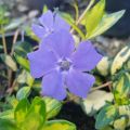 Barwinek 'Mid Blue'