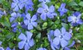 Barwinek 'Mid Blue'