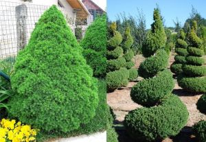 Smrk sivý CONICA 30-40CM