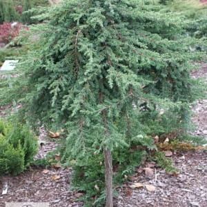 Jalovec obecný GREEN CARPET na pařezu