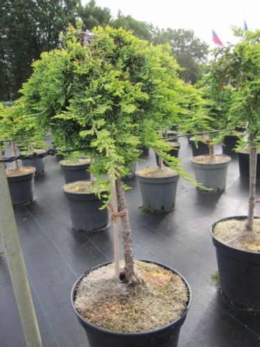 Jalovec polehlý GOLDEN CARPET na pařezu 100 cm