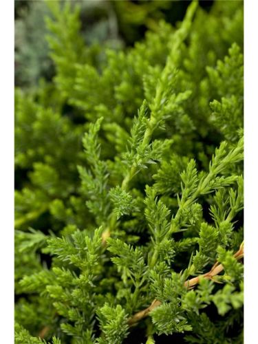 Jalovec polehlý PRINCE OF WALES na pařezu