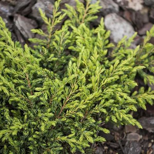 Jalovec obecný GOLDSCHATZ na pařezu 80 cm