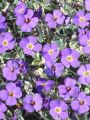 Żagwin Ogrodowy 'Axcent Glacier Lilac'