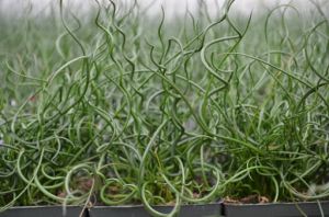 Sítina spirálovitá TWISTED ARROWS