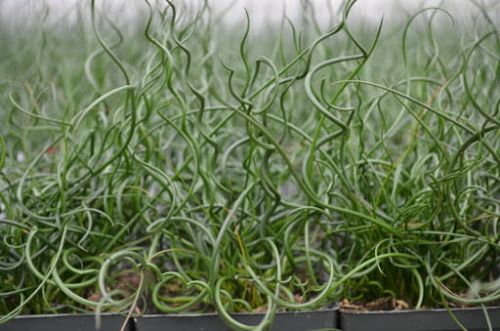 Sítina spirálovitá TWISTED ARROWS