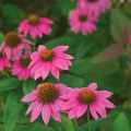 Jeżówka Purpurowa 'PowWow Wild Berry'