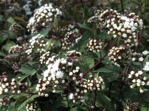 Sadec skvrnitý 'Chocolate'