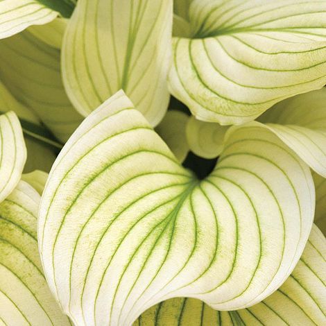 Bohyška -  Hosta WHITE FEATHER