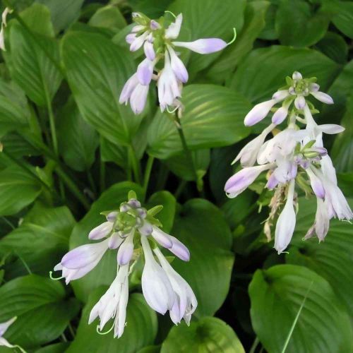 Bohyška -  Hosta VENTRICOSA