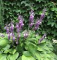 Funkia rozdęta-Hosta VENTRICOSA