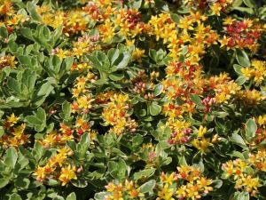 Rozchodník kamčatský Variegatum