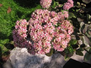 Rozchodnik velkolepý 'Herbstfreude'