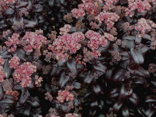 Rozchodnik 'Postman's Pride'