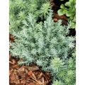 Rozchodnik Forstera 'ORACLE'