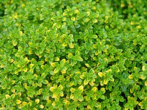 Mateřídouška citrónová ‘Aurea’