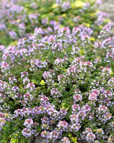 Mateřídouška citrónová DOONE VALLEY