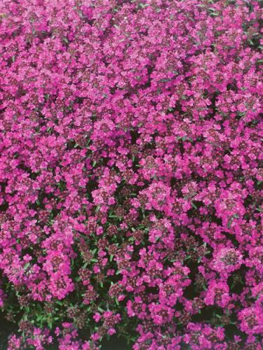 Mateřídouška časná RED CARPET