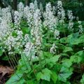 Tiarella ROT BUTERFLY