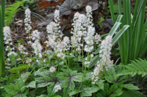 Tiarella ROT BUTERFLY