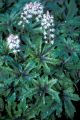 Tiarella ROT BUTERFLY