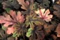 Tiarella ROT BUTERFLY
