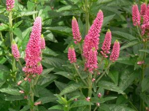 Rozrazil klasnatý ANNIVERSARY ROSE