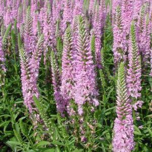 Rozrazil klasnatý RONICA FUCHSIA