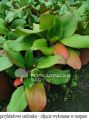 Bergenia Sercolistna SHOESHINE ROSE