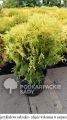 Thuja AMBER GLOW