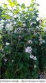 Hibiscus syriacus LEOPOLDII - ketmia syryjska na pniu