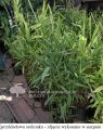 Trawa Obiedka SZEROKOLISTNA