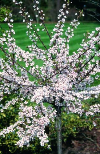 Višňová slivoň HESSEI