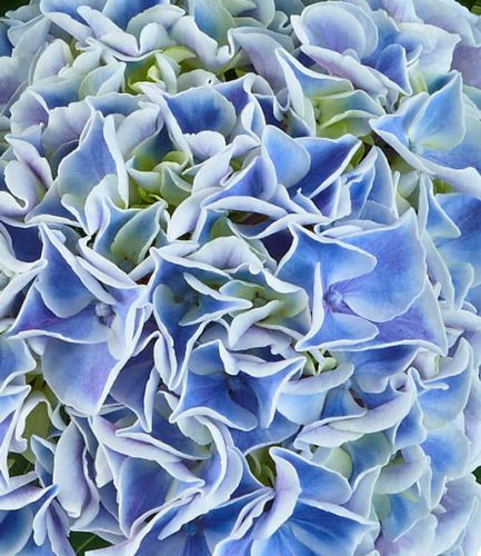 Hortenzie SAXON CANDY HEART BLUE