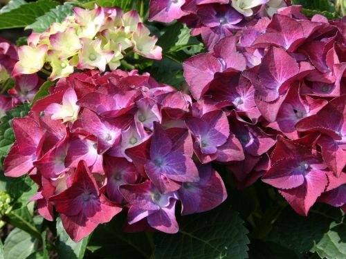 Hortenzie zahradní HOT RED PURPLE