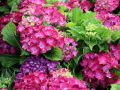 Hortensja Ogrodowa HOT RED PURPLE