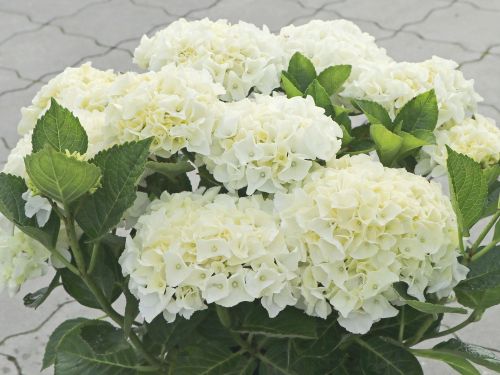 Hortenzie zahradní SAXON BRIGHT WHITE