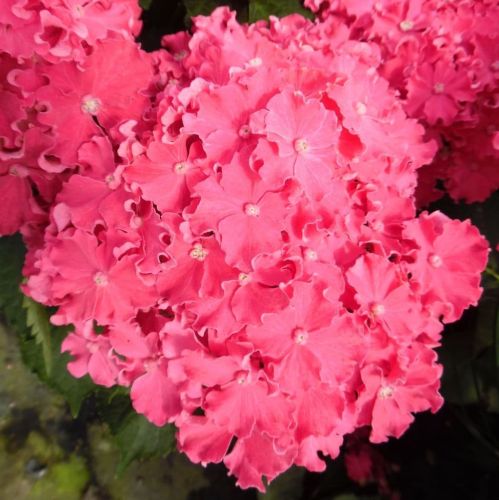 Hortenzie zahradní CURLY SPARKLE HOT PINK
