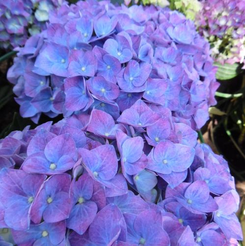 Hortenzie zahradní JIP BLUE