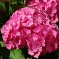 Hortensja Ogrodowa JIP PINK