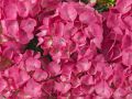 Hortensja Ogrodowa JIP PINK