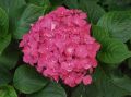 Hortensja Ogrodowa JIP PINK